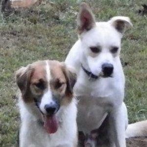 Meet your Posher, Princess